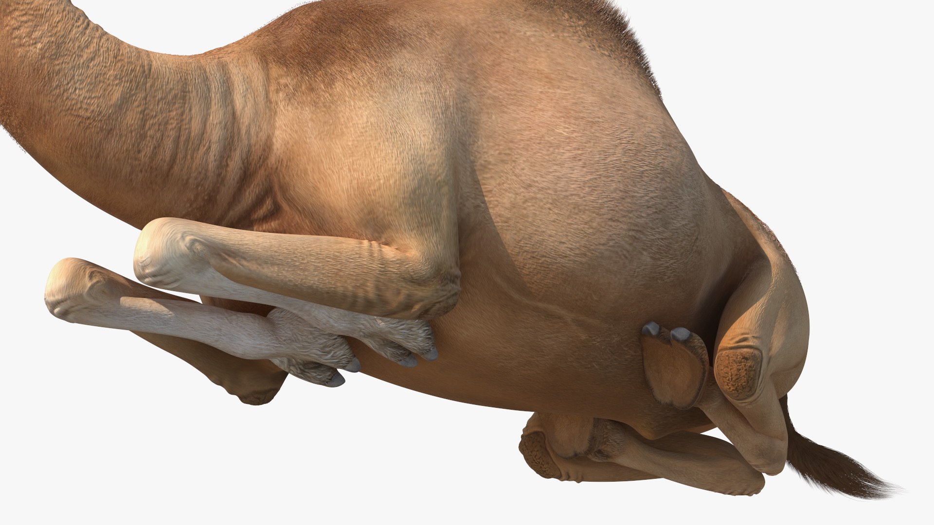 Resting Camel with Fur 3D model https://p.turbosquid.com/ts-thumb/OC/LGMrbu/E4/resting_camel_with_fur_013/jpg/1744322359/1920x1080/fit_q87/f2089fc4907a6e27c0a872dfe375964fa9cbeead/resting_camel_with_fur_013.jpg