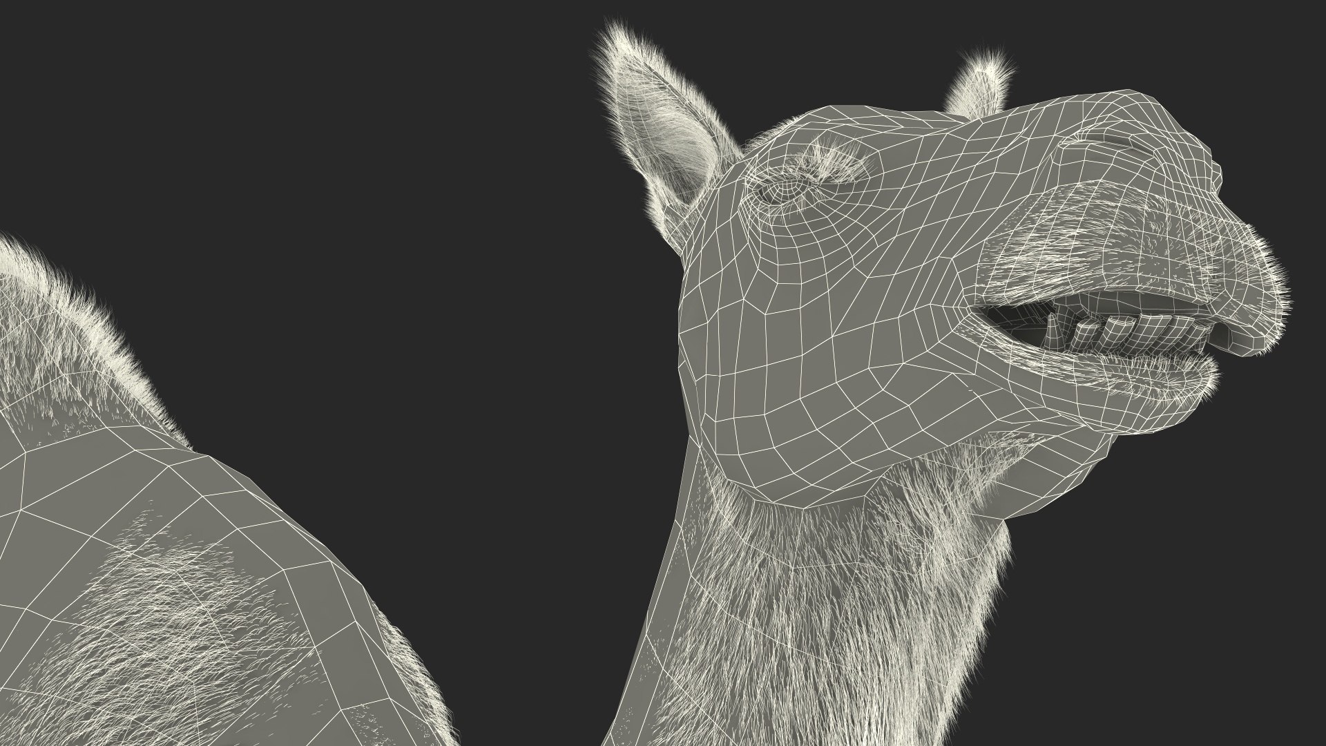 Resting Camel with Fur 3D model https://p.turbosquid.com/ts-thumb/OC/LGMrbu/Jg/resting_camel_with_fur_025/jpg/1744322404/1920x1080/fit_q87/6dfcdbc42b19cbfcf5fc756e11bba99f0ef0ec84/resting_camel_with_fur_025.jpg