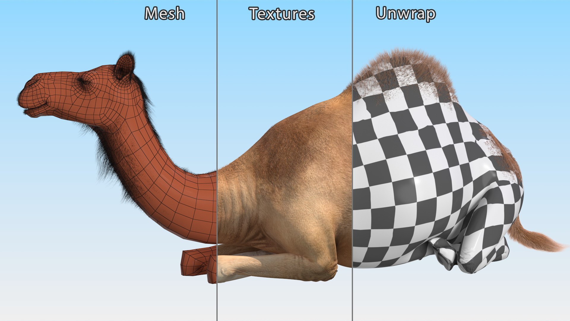 Resting Camel with Fur 3D model https://p.turbosquid.com/ts-thumb/OC/LGMrbu/L7/resting_camel_with_fur_014/jpg/1744322362/1920x1080/fit_q87/aca006a97f6e5f453fdc7e1101e91d102d84b50d/resting_camel_with_fur_014.jpg