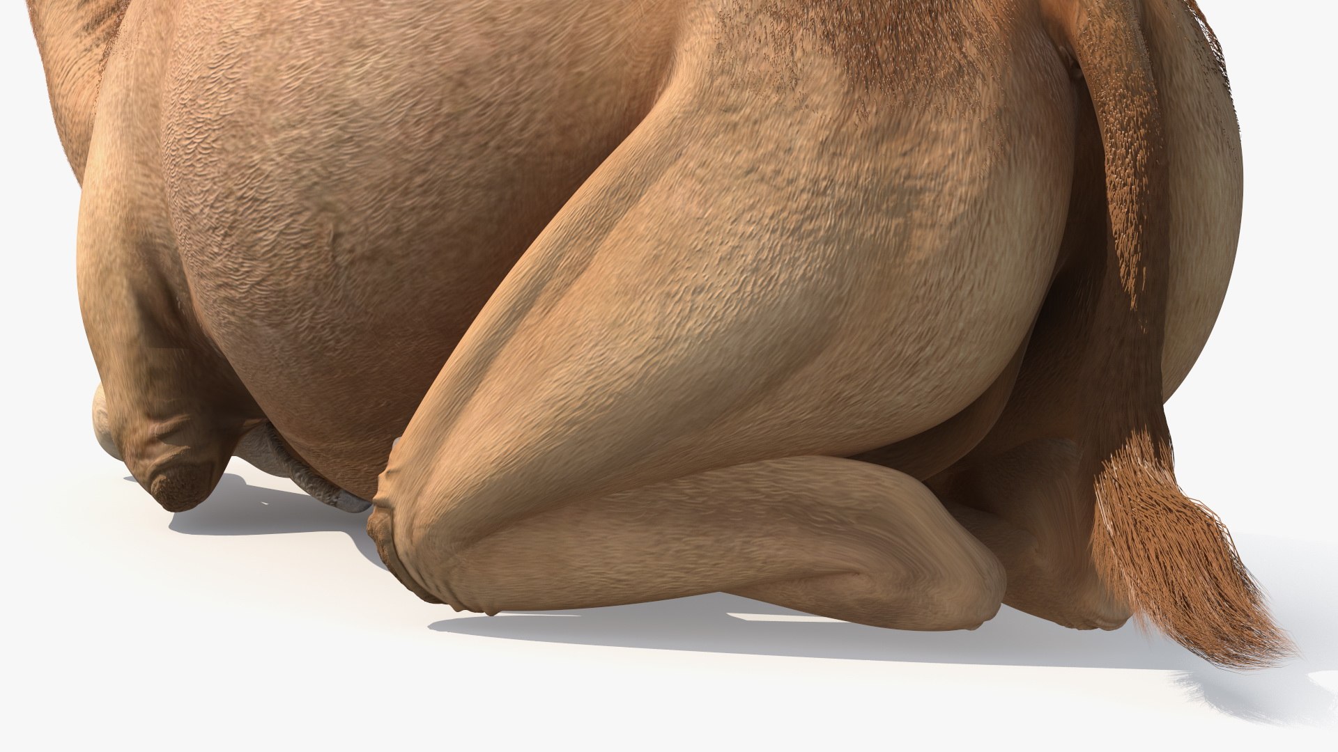Resting Camel with Fur 3D model https://p.turbosquid.com/ts-thumb/OC/LGMrbu/LC/resting_camel_with_fur_012/jpg/1744322356/1920x1080/fit_q87/d6a4352d4b61295356efcb9960b5d470eb73e0be/resting_camel_with_fur_012.jpg