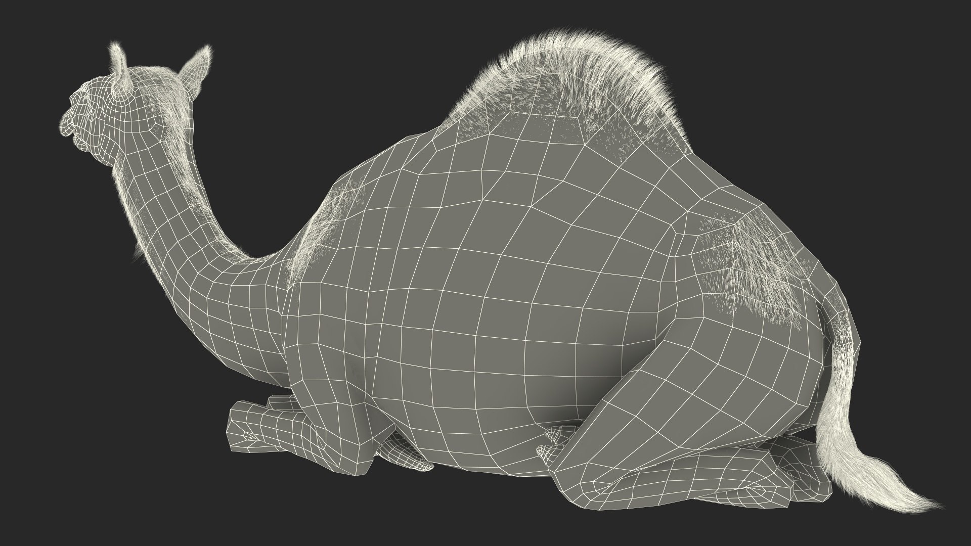 Resting Camel with Fur 3D model https://p.turbosquid.com/ts-thumb/OC/LGMrbu/Of/resting_camel_with_fur_022/jpg/1744322392/1920x1080/fit_q87/fc3a99d66c8bbd0733d5a06bd18e40d6eef8a21a/resting_camel_with_fur_022.jpg