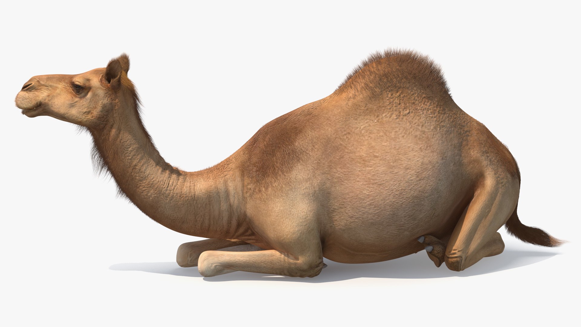 Resting Camel with Fur 3D model https://p.turbosquid.com/ts-thumb/OC/LGMrbu/g7/resting_camel_with_fur_008/jpg/1744322341/1920x1080/fit_q87/a3ebf091a5f533943c60745a009095c42bd42b11/resting_camel_with_fur_008.jpg