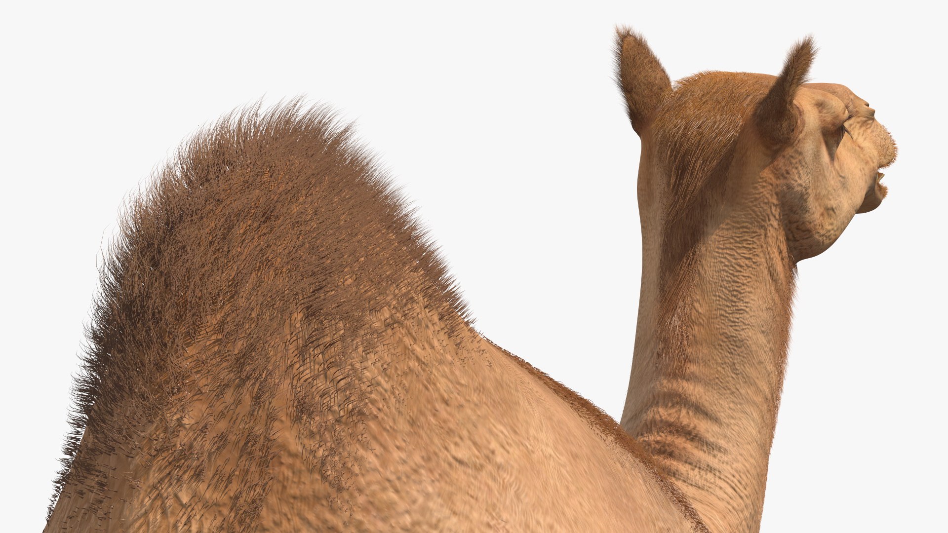 Resting Camel with Fur 3D model https://p.turbosquid.com/ts-thumb/OC/LGMrbu/ke/resting_camel_with_fur_011/jpg/1744322352/1920x1080/fit_q87/92f07dec2e012e01a5e2b42df03263c9426fcc10/resting_camel_with_fur_011.jpg