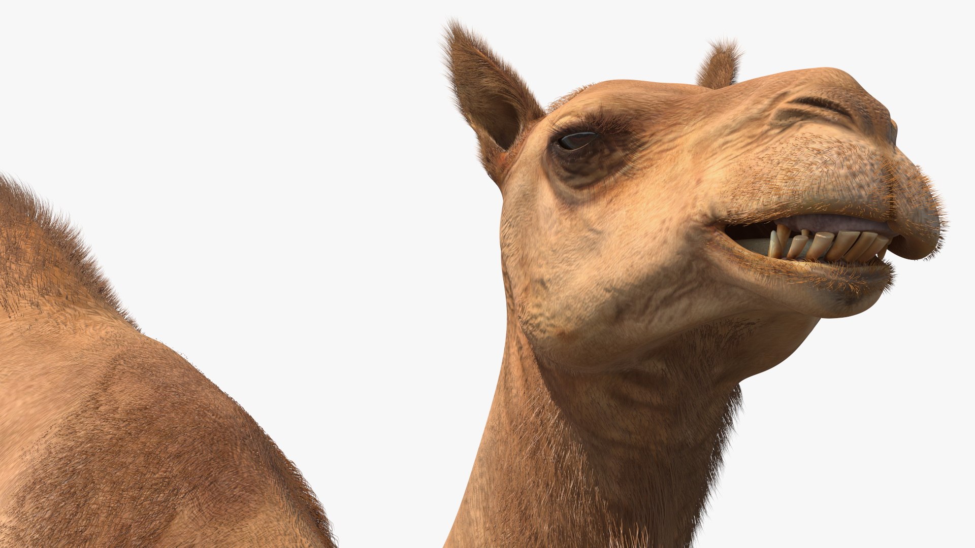 Resting Camel with Fur 3D model https://p.turbosquid.com/ts-thumb/OC/LGMrbu/kt/resting_camel_with_fur_010/jpg/1744322348/1920x1080/fit_q87/04d827b980d84d8f71f4d5405a4da644fb3b45aa/resting_camel_with_fur_010.jpg