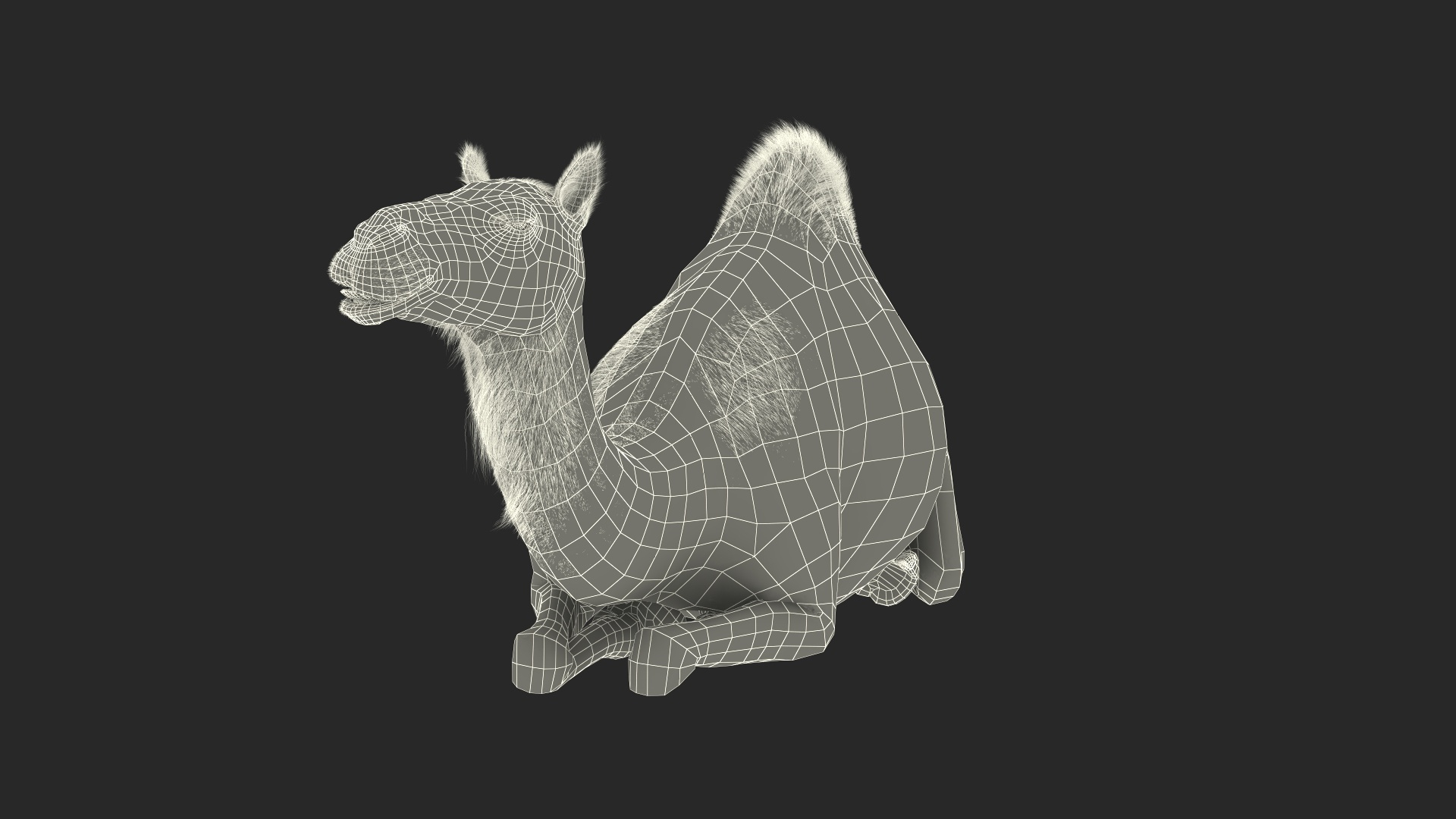Resting Camel with Fur 3D model https://p.turbosquid.com/ts-thumb/OC/LGMrbu/oS/resting_camel_with_fur_361/jpg/1744322206/1920x1080/turn_fit_q99/f69ba6c202dab6914eb7488079c4e74fce1c709a/resting_camel_with_fur_361-1.jpg