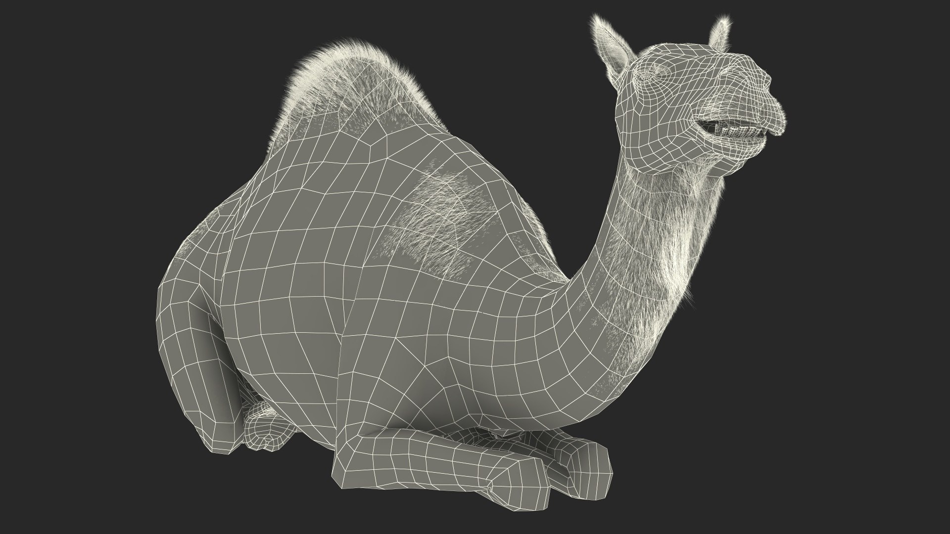 Resting Camel with Fur 3D model https://p.turbosquid.com/ts-thumb/OC/LGMrbu/yK/resting_camel_with_fur_020/jpg/1744322384/1920x1080/fit_q87/57b19644eb134ad7471df32618090eae78dc7378/resting_camel_with_fur_020.jpg