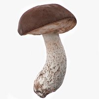 Boletus Edulis Mushroom High and Low Poly
