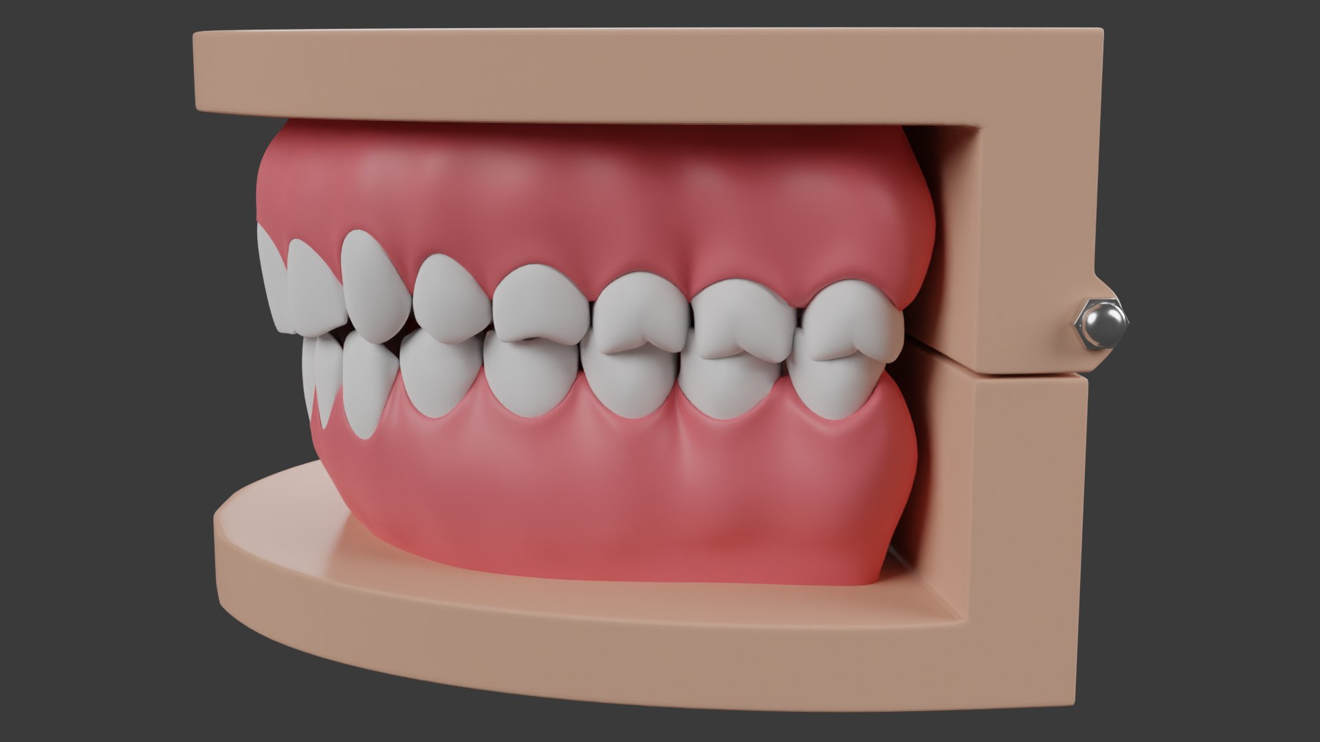 Dental Typodont Teeth 3D - TurboSquid 2225786