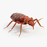 Bedbug