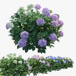 Hydrangea Plant set 24
