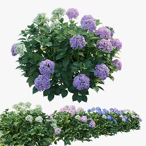 Hydrangea Plant set 24