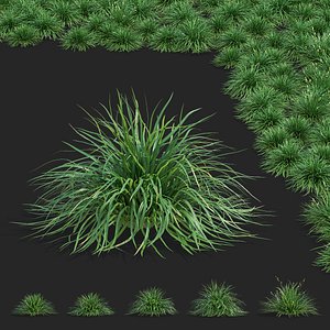 3D Carex morrowii Irish Green ornamental grass