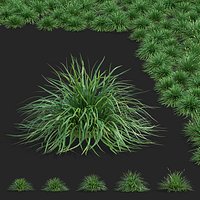 Carex morrowii Irish Green ornamental grass