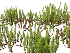 HighpolyLow Poly Hippuris vulgaris - Common mares-tail 3D model