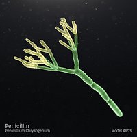 Penicillin - Penicillium Chrysogenum