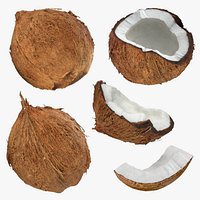 Coconut - 3D Scanned Collection 2