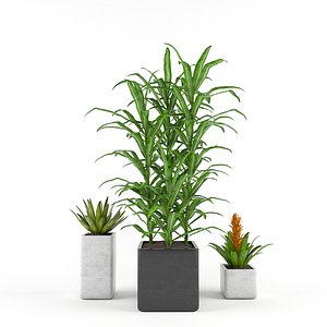 Tropics flowers - Set 1