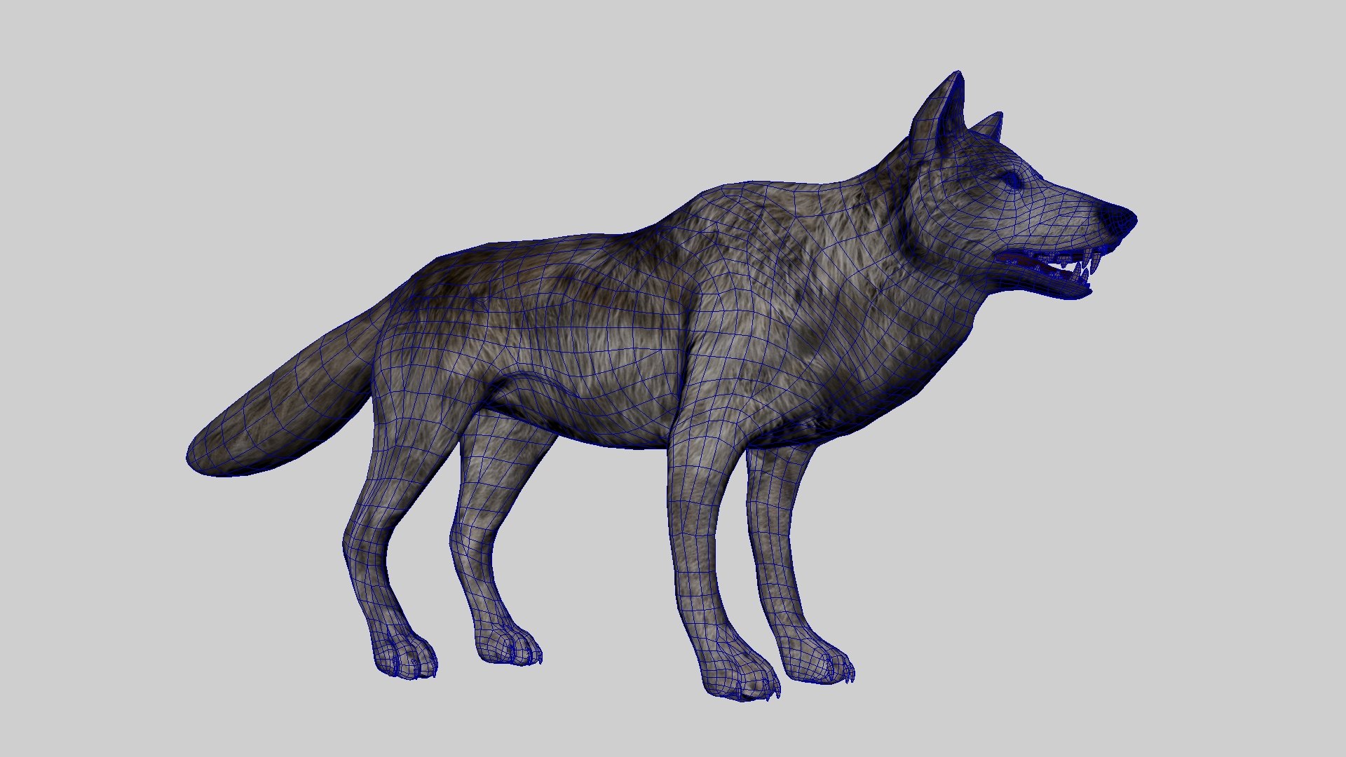 3D model Fur Gray Wolf Rigged V01 in Blender VR / AR / low-poly