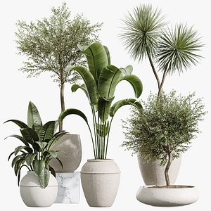 AV Indoor Plants Set 391 Olive and Banana and Spineless Yucca and Ficus Elastica 3D model