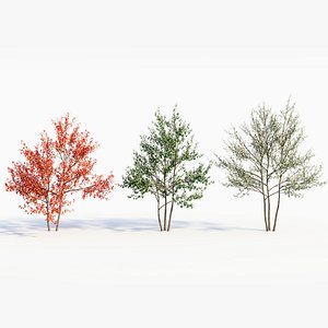 Amelanchier lamarckii e
