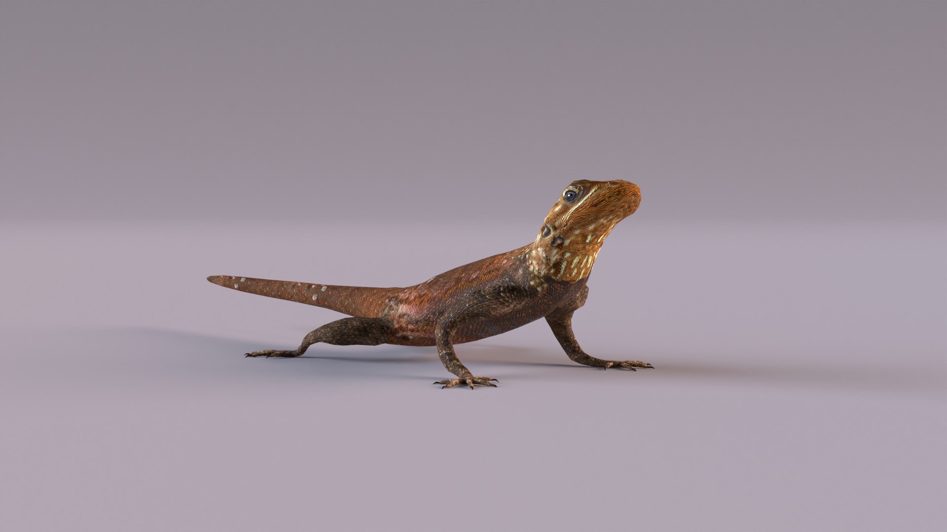 3D Rock Agama Lizard Model - TurboSquid 1901539