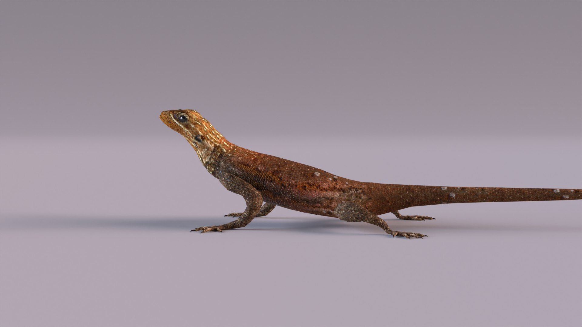 3D Rock Agama Lizard Model - TurboSquid 1901539
