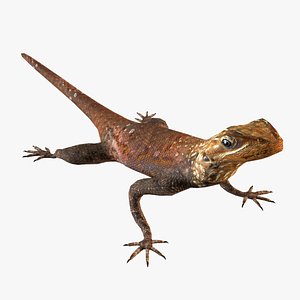 Rock Agama lizard