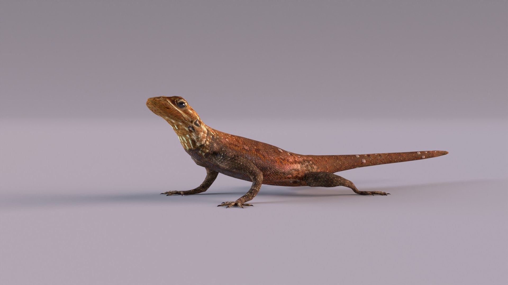 3D Rock Agama Lizard Model - TurboSquid 1901539