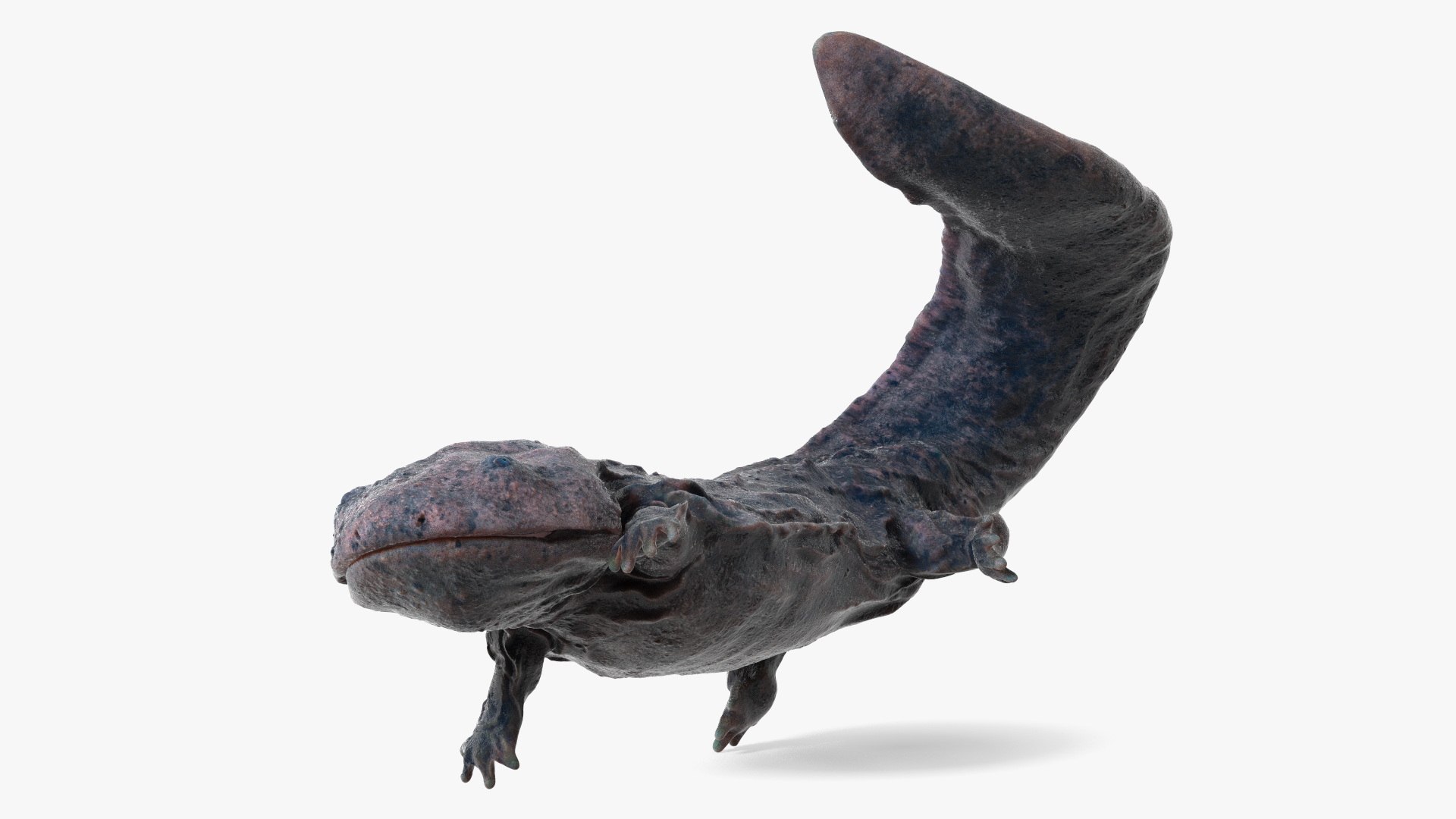 Andrias Davidianus Dark Wet Rigged 3D model preview