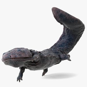 Andrias Davidianus Dark Wet Rigged model