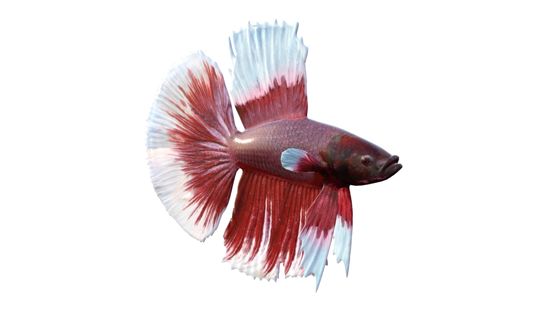 Betta Fish 8 3D https://p.turbosquid.com/ts-thumb/OD/mC07fk/7X/4/jpg/1774421081/1920x1080/fit_q87/28326ae55a65017ece754fcef29463fedee63353/4.jpg