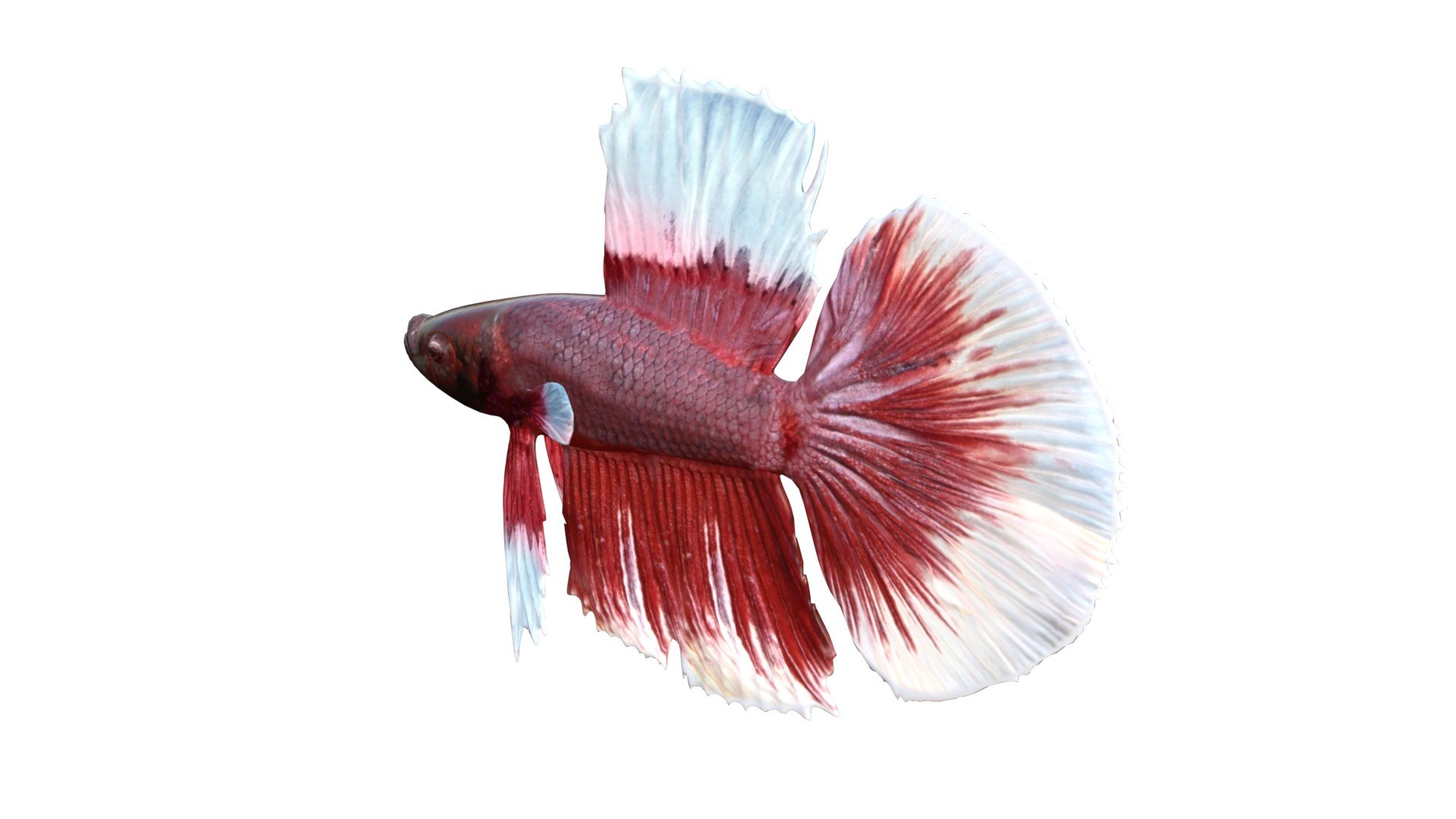 Betta Fish 8 3D https://p.turbosquid.com/ts-thumb/OD/mC07fk/Gb/3/jpg/1774421080/1920x1080/fit_q87/5dc1338c68feebc215a699e4d8c981133f002166/3.jpg
