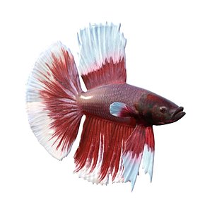 Betta Fish 8 3D