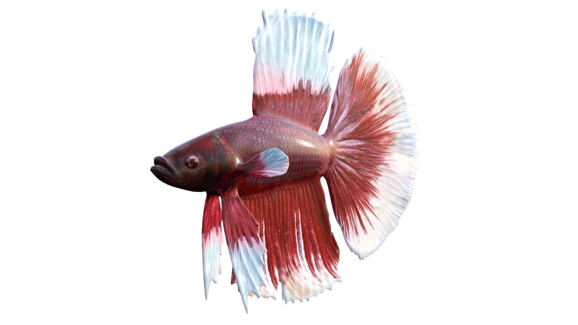3D 50 Fish Sea Creature Collection v3 https://p.turbosquid.com/ts-thumb/OD/mC07fk/f9/1/jpg/1774421116/1920x1080/fit_q87/ce70918659391af0cc66bc684a3aedb18f9b9fa6/1.jpg