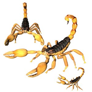 Fully rigged low poly scorpion model