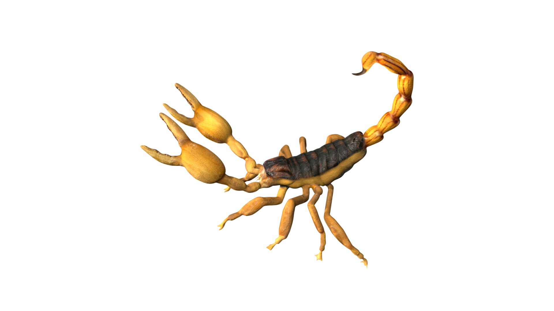 Fully Rigged Low Poly Scorpion Model - TurboSquid 1759263