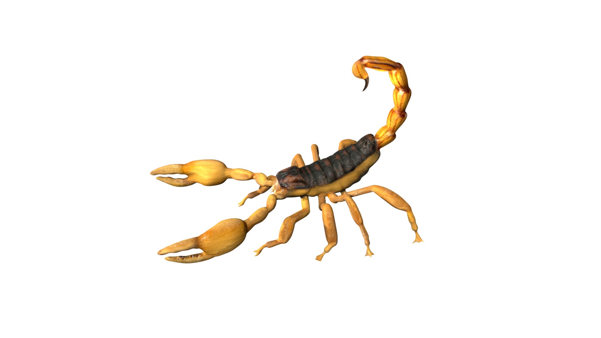 Fully Rigged Low Poly Scorpion Model - TurboSquid 1759263