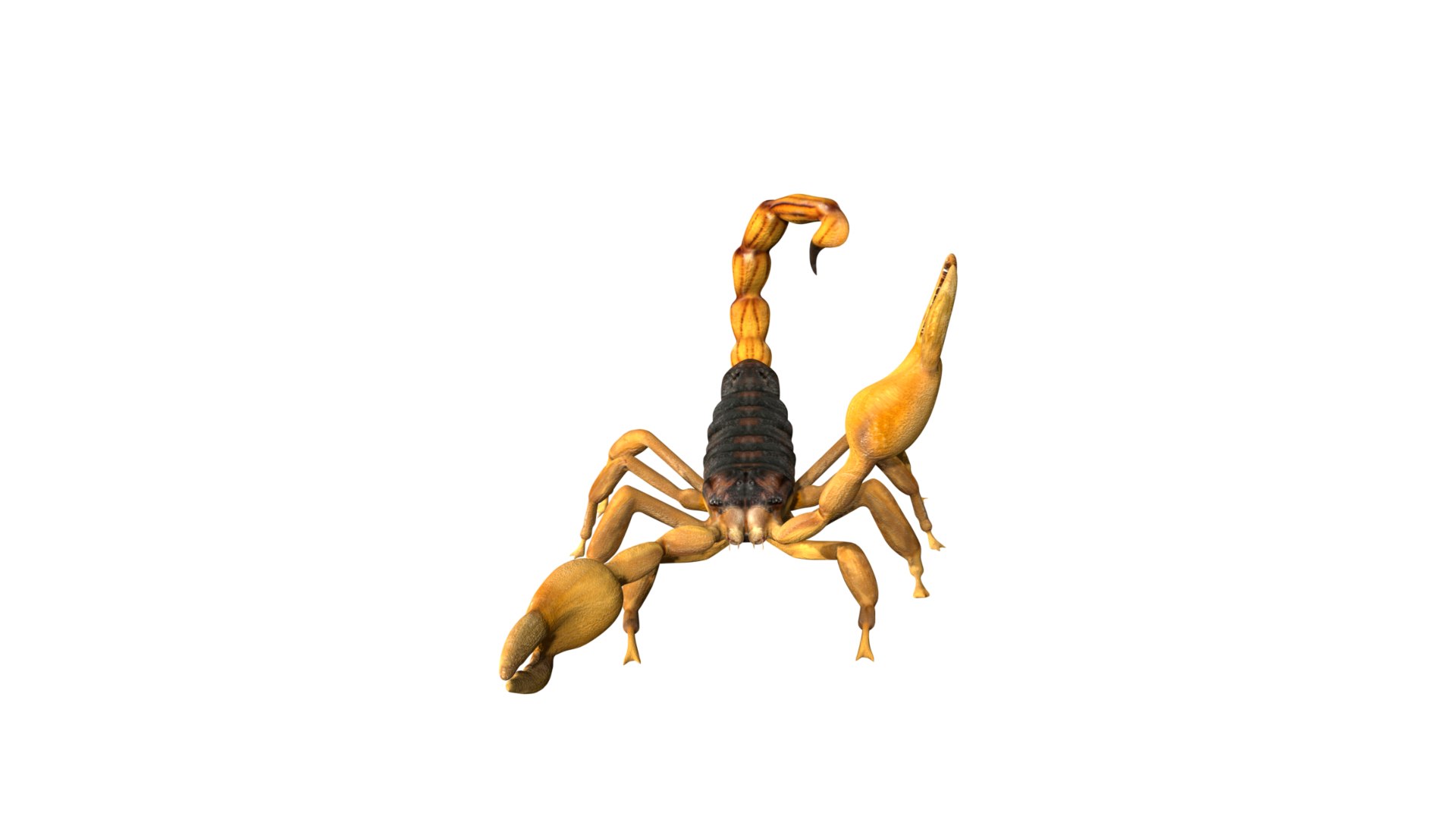 Fully Rigged Low Poly Scorpion Model - TurboSquid 1759263