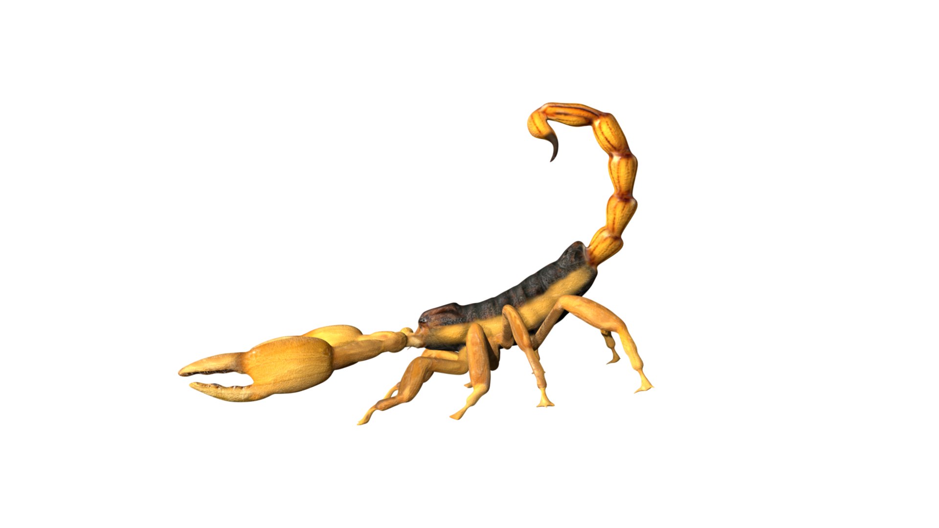 Fully Rigged Low Poly Scorpion Model - TurboSquid 1759263