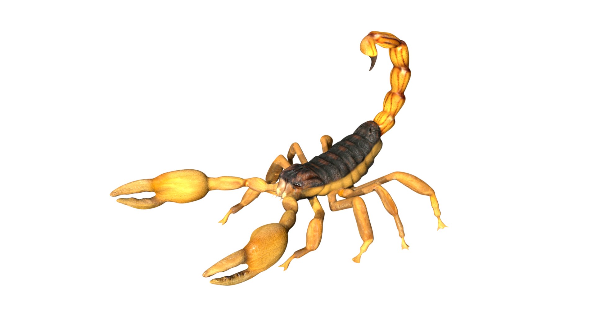 Fully Rigged Low Poly Scorpion Model - TurboSquid 1759263