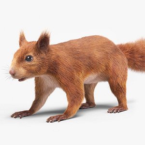 3D model squirrel fur