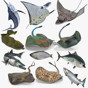 fishes rigged 3D