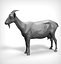 Goat Realistic