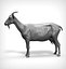 Goat Realistic