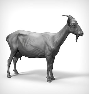 goat realistic model