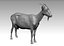 Goat Realistic