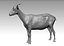 Goat Realistic