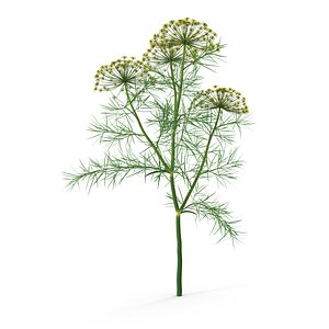 3D model Dill Plant