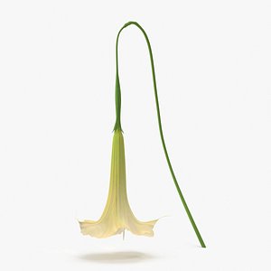 angel-trumpet---single-with-stem 3d max
