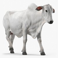 White Cow Female Walking